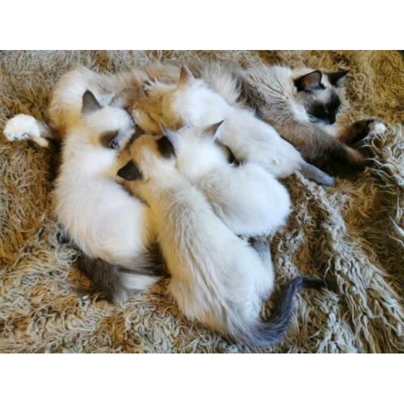 Kruising ragdoll kitten