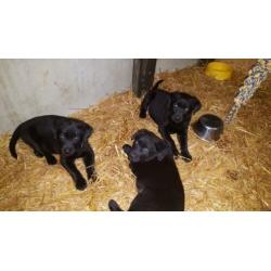 Labrador pups