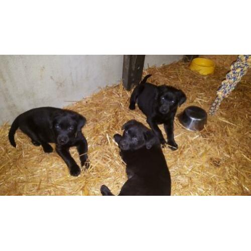 Labrador pups