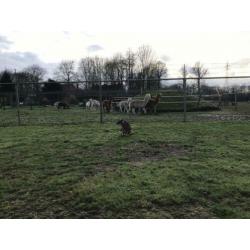Bennitt en een Parma Kangaroe