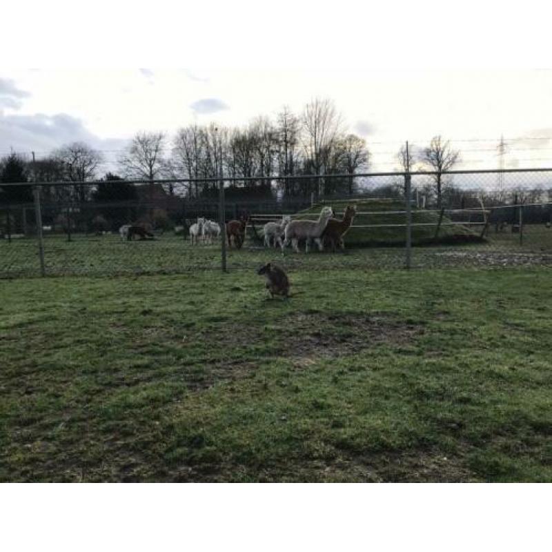 Bennitt en een Parma Kangaroe