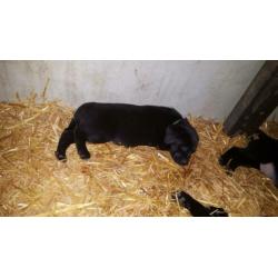Labrador pups
