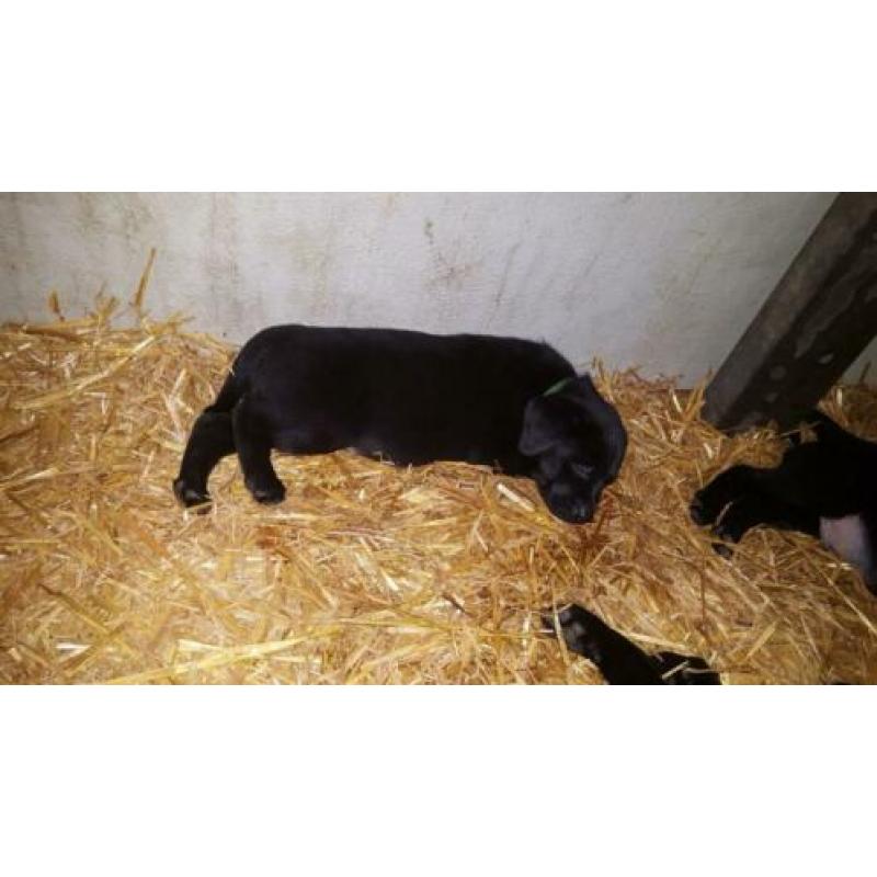 Labrador pups