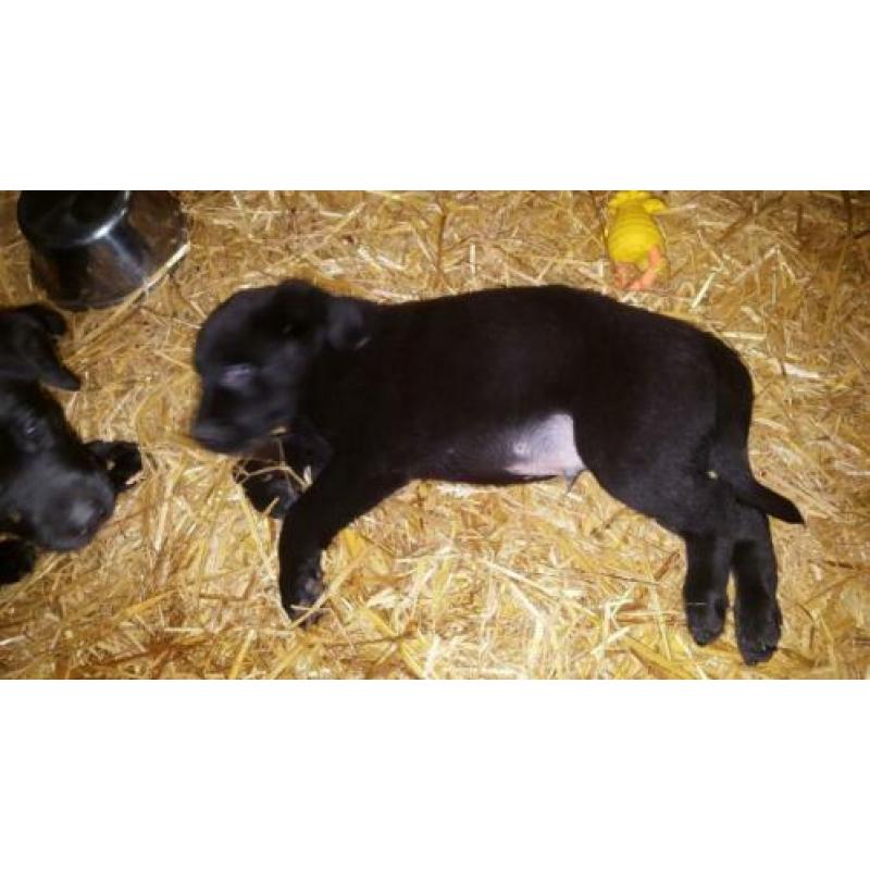 Labrador pups