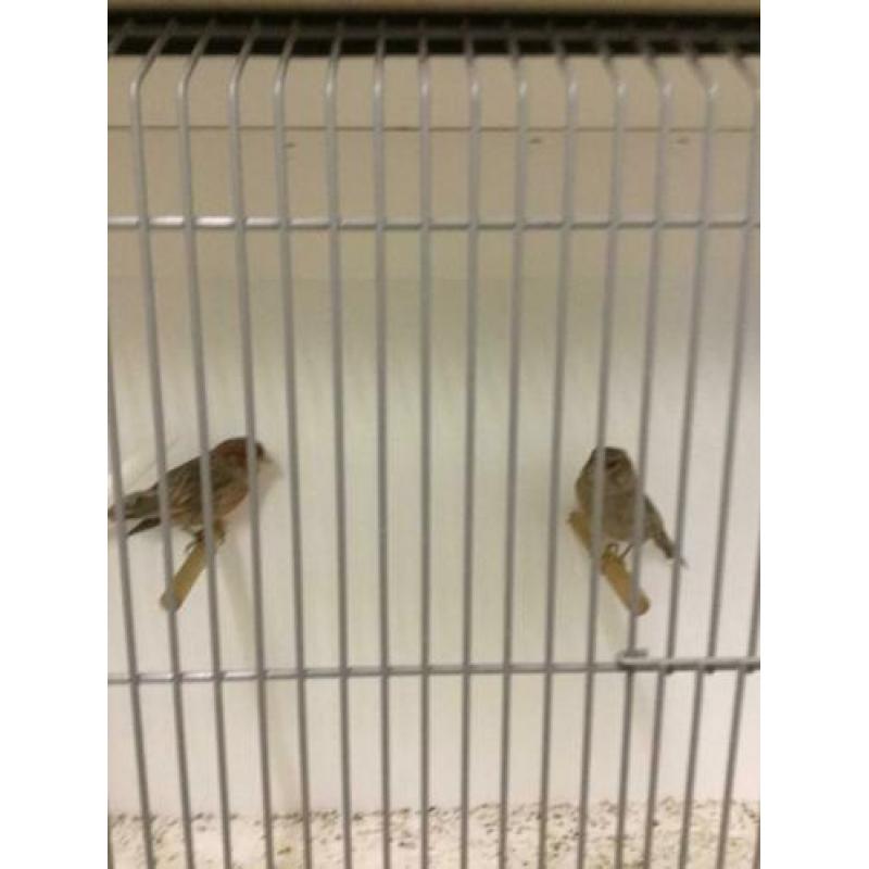 Te koop 1 koppel Grijsvleugel mozaïek kanarie