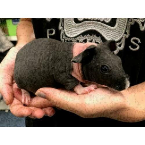 4 jonge skinny cavia's te koop (beer/zeug) m/v, cavia