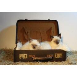 Kruising ragdoll kitten