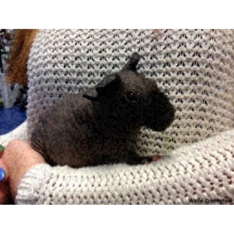 4 jonge skinny cavia's te koop (beer/zeug) m/v, cavia