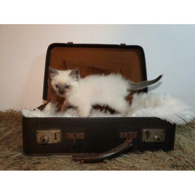 Kruising ragdoll kitten