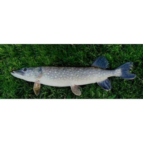 Dragon Tail Snoekstreamertjes van 11-12 cm voor vlieghengel