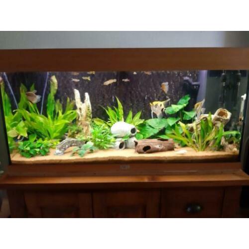 Aquarium met veel toebehoren