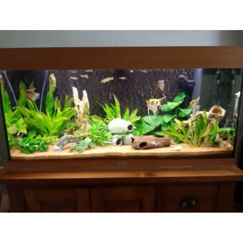 Aquarium met veel toebehoren