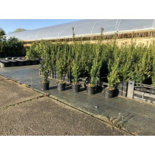 Taxus media 'Hillii', buxusvervanger, Taxushaag 30-40 cm