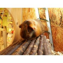 Super lieve cavia's te koop!