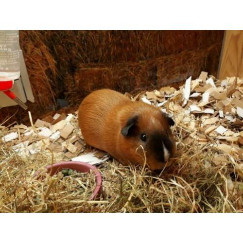 Super lieve cavia's te koop!