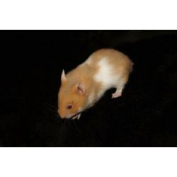 Syrische hamster goudhamster mannetjes van hobbyfokker