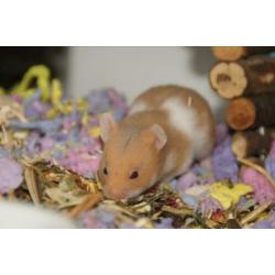 Syrische hamster goudhamster mannetjes van hobbyfokker