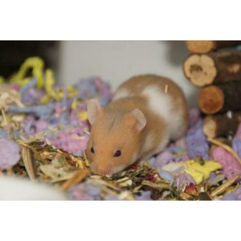 Syrische hamster goudhamster mannetjes van hobbyfokker