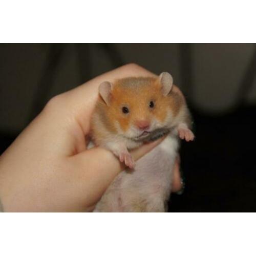Syrische hamster goudhamster mannetjes van hobbyfokker