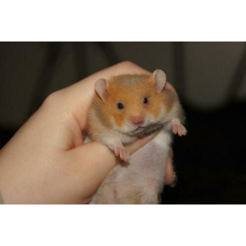 Syrische hamster goudhamster mannetjes van hobbyfokker