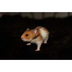 Syrische hamster goudhamster mannetjes van hobbyfokker