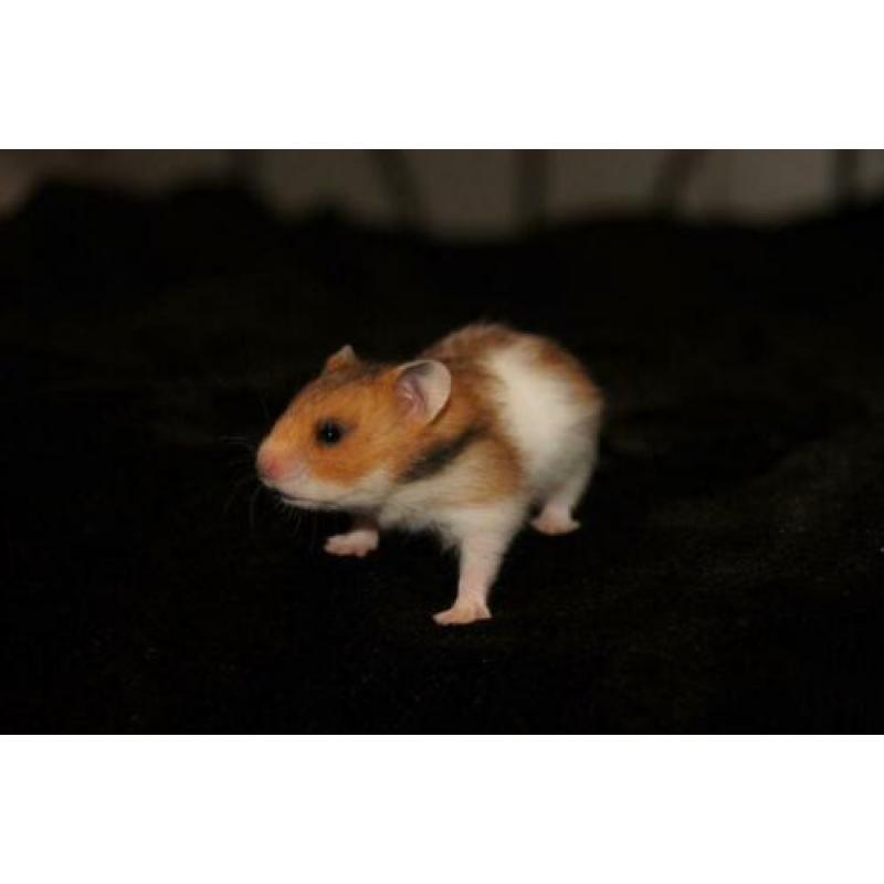 Syrische hamster goudhamster mannetjes van hobbyfokker