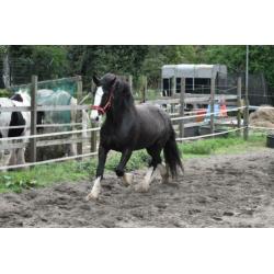 Lieve fokmerrie/Projectpaard (Shire)