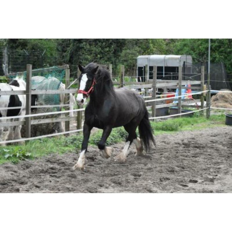 Lieve fokmerrie/Projectpaard (Shire)