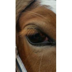 tinker merrie dpony