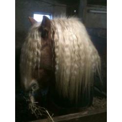 tinker merrie dpony