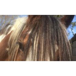 tinker merrie dpony