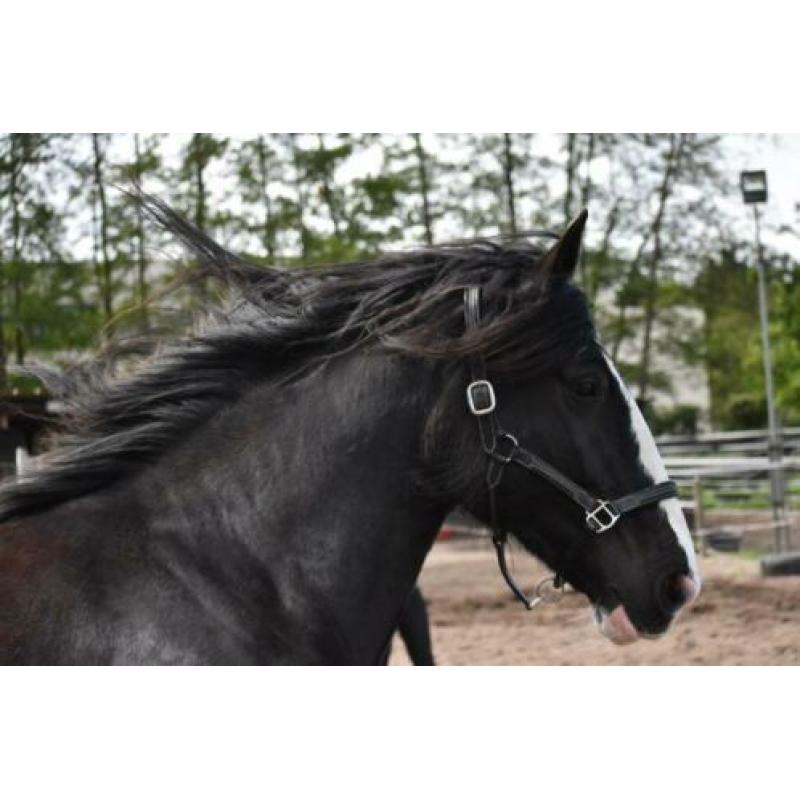 Lieve fokmerrie/Projectpaard (Shire)