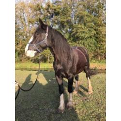 Lieve fokmerrie/Projectpaard (Shire)