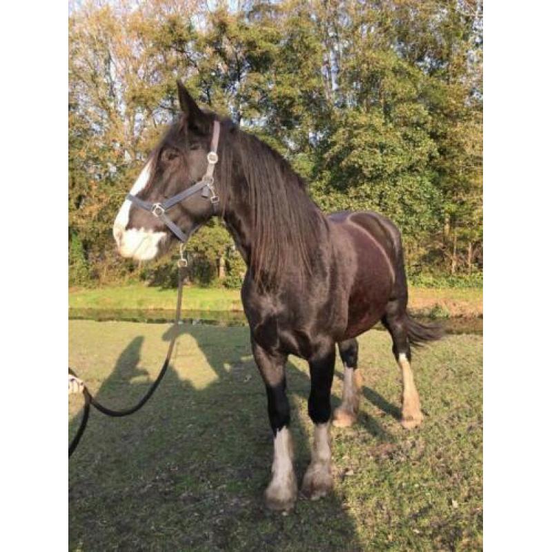Lieve fokmerrie/Projectpaard (Shire)