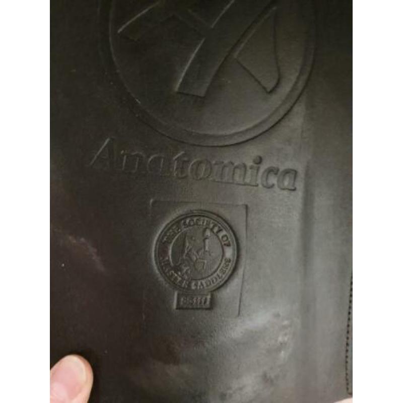 Anatomica octant