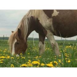 tinker merrie dpony
