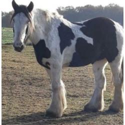 Grote tinker 157. Lomp en lief