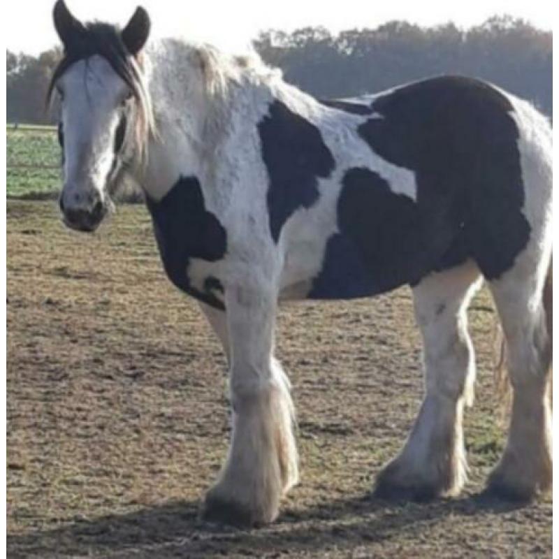 Grote tinker 157. Lomp en lief