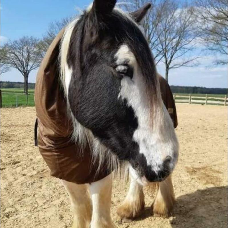 Grote tinker 157. Lomp en lief