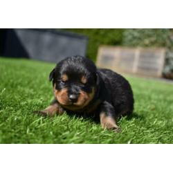 Mooie Rottweiler pups