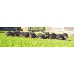 Mooie Rottweiler pups