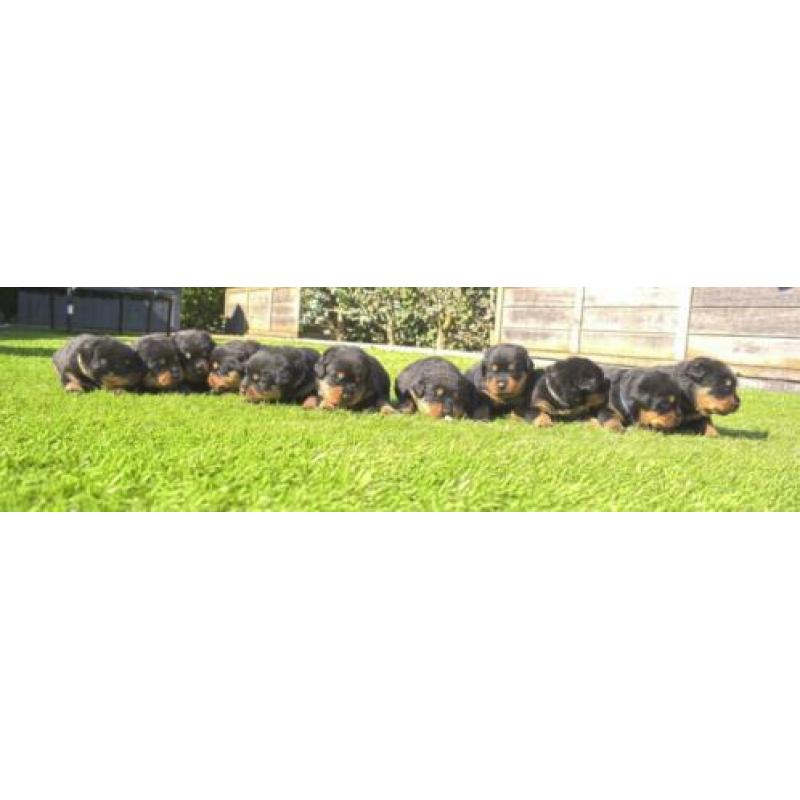 Mooie Rottweiler pups