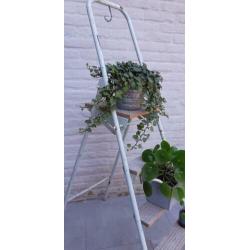 4 treeds trap decoratie vintage etalage