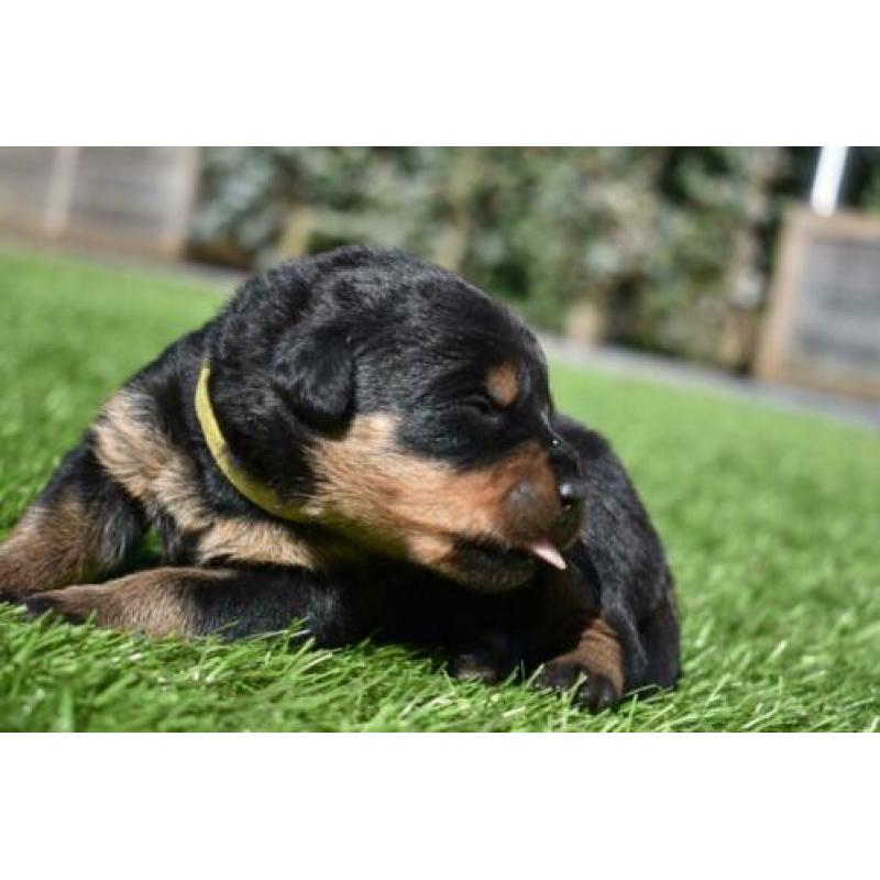 Mooie Rottweiler pups