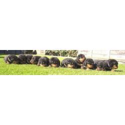Mooie Rottweiler pups