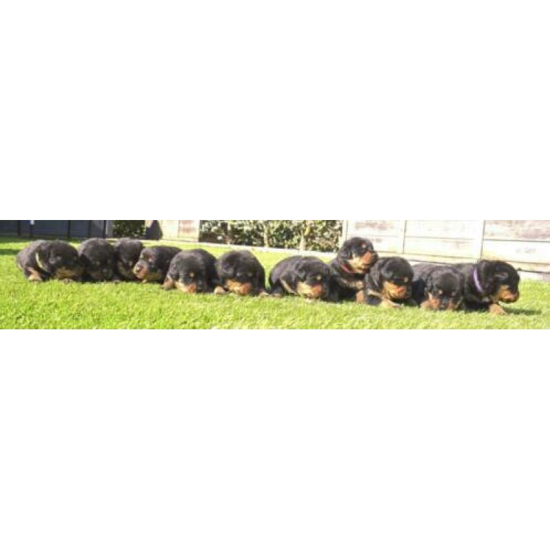 Mooie Rottweiler pups