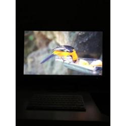 Monitor 1920x1080 HP