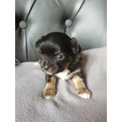 Prachtige Chihauhau pups te koop