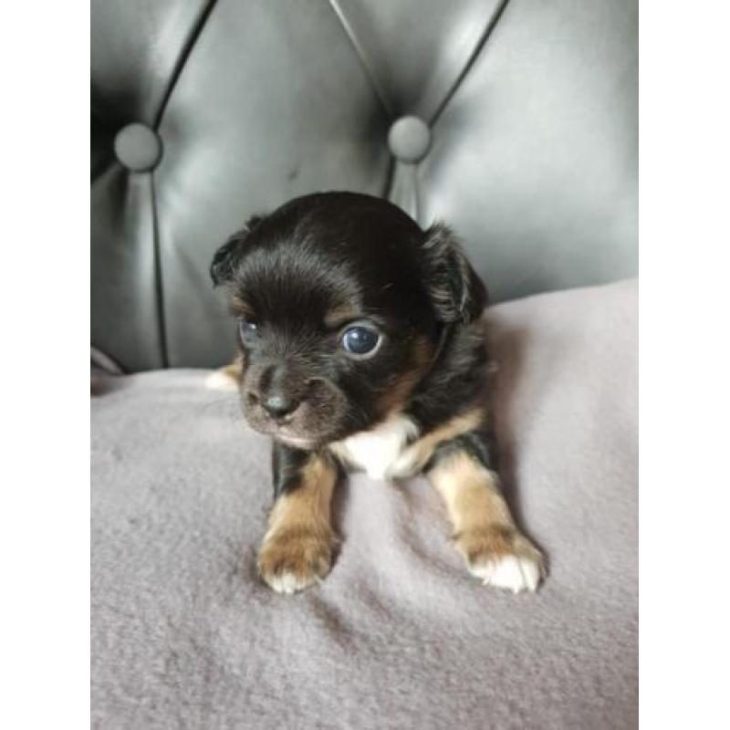 Prachtige Chihauhau pups te koop
