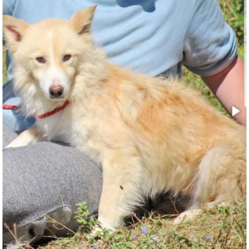 Prachtige kr witte herder 1 jaar